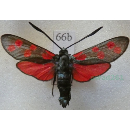 Zygaena filipendulae (Linnaeus, 1758) Kraśnik sześcioplamek Deutschland66b